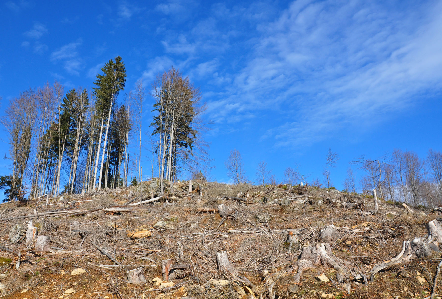 Habitat loss